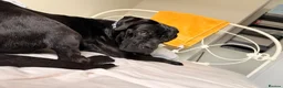 Mixed Breed dogs for sale: home needed for 21m old cane Corso/presa mix - Advert 4