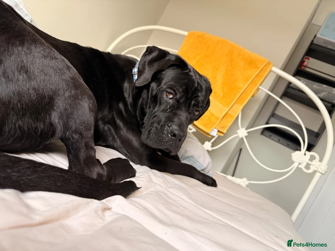 Mixed Breed dogs for sale: home needed for 21m old cane Corso/presa mix - Advert 4