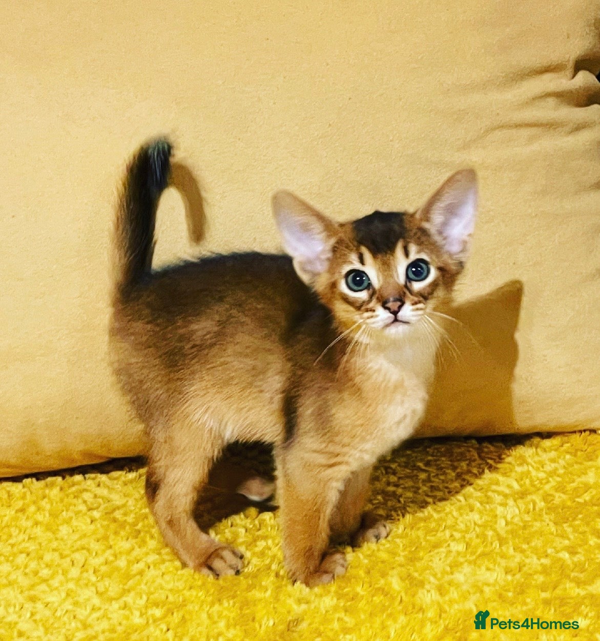 Abyssinian cats 12 Weeks Female 🏆🥇🏵️Top Quality Champion ln  - Advert 5