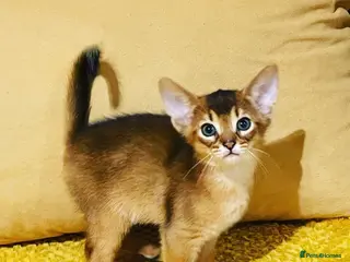 Abyssinian cats 12 Weeks Female 🏆🥇🏵️Top Quality Champion ln - Advert 5