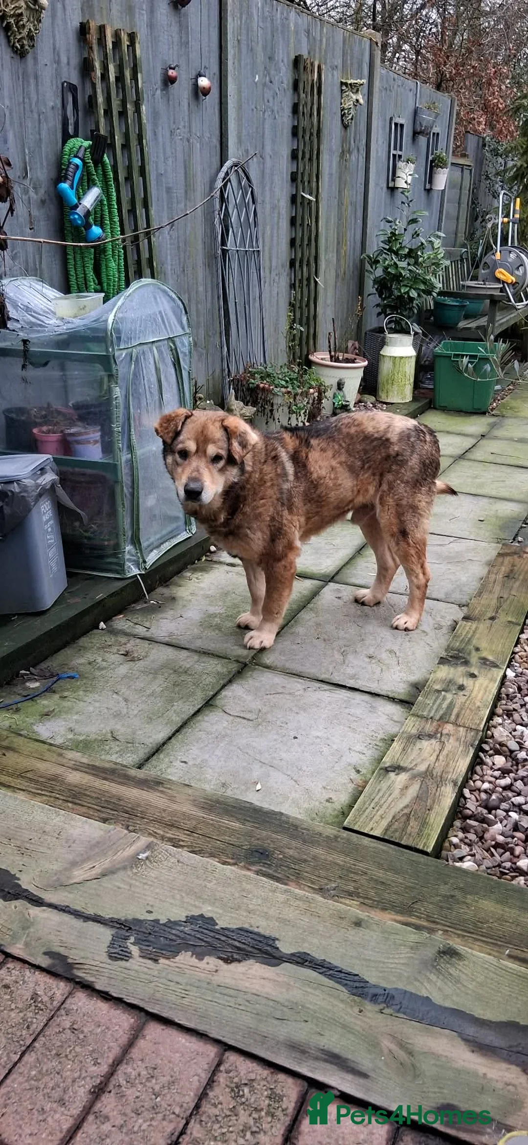 Mixed Breed dogs for adoption: QUINN - A VERY DISTINGUISHED GENTLEMAN - Advert 9