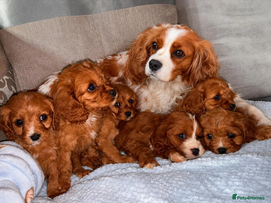 Cavapoo dogs for sale: Cavapoos  in Worcester - Advert 2