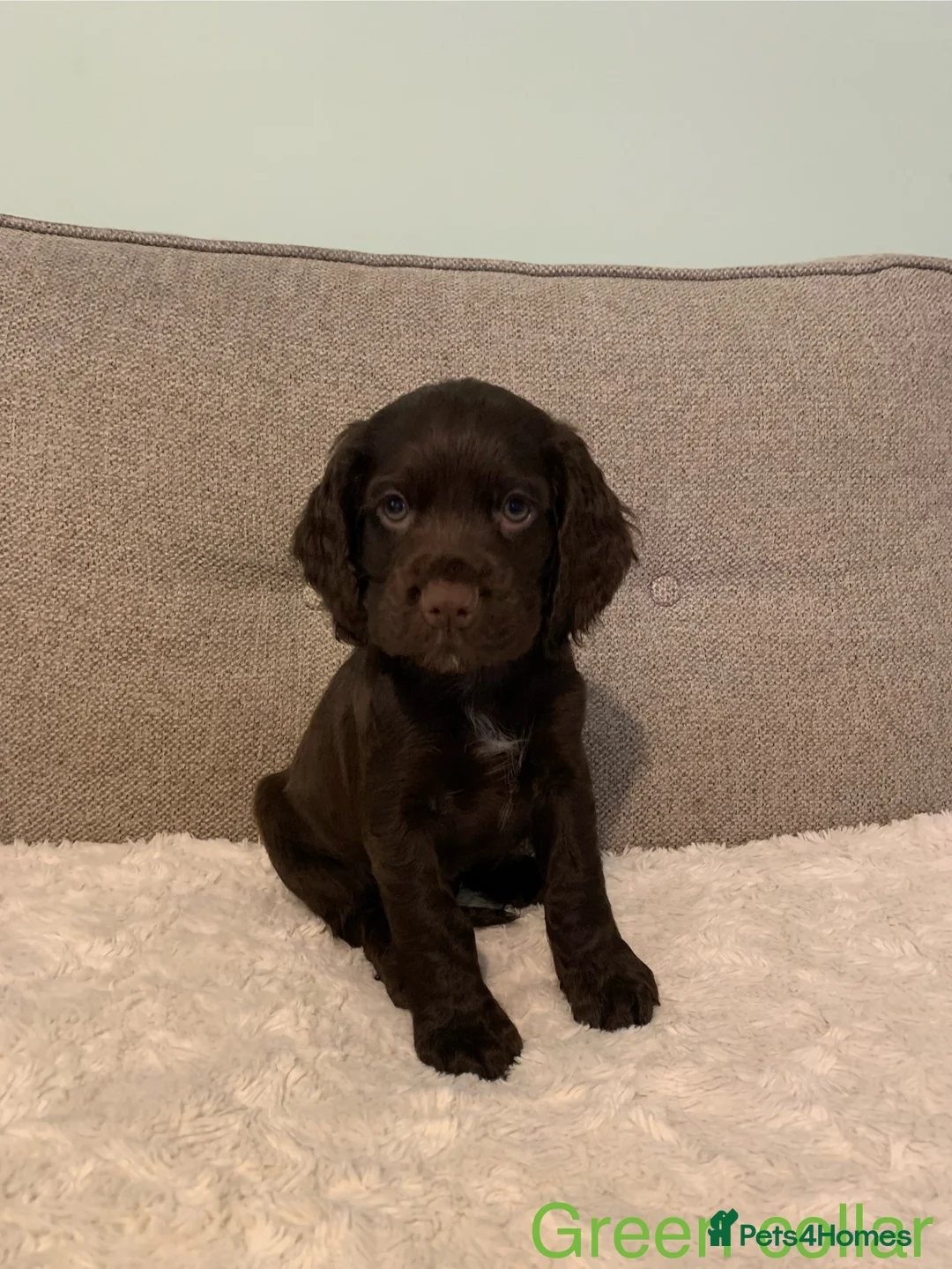 Cocker Spaniel dogs for sale: Working Cocker Spaniel Puppies - Advert 3