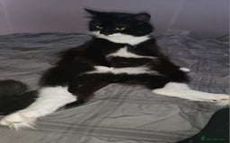 British Longhair cats for sale: Semi long haired tuxedo  - Image 1