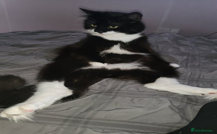 British Longhair cats - Advert 1