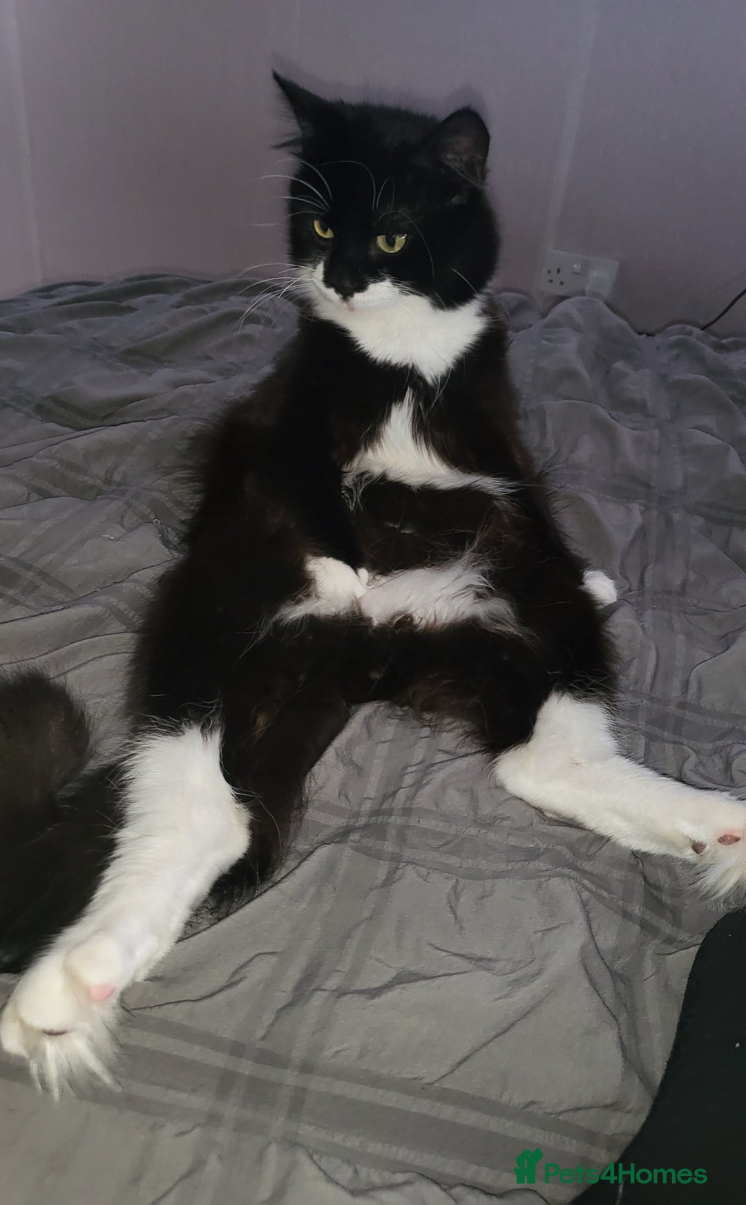 British Longhair cats for sale: Semi long haired tuxedo  - Image 1