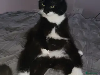 British Longhair cats Semi long haired tuxedo - Advert 6