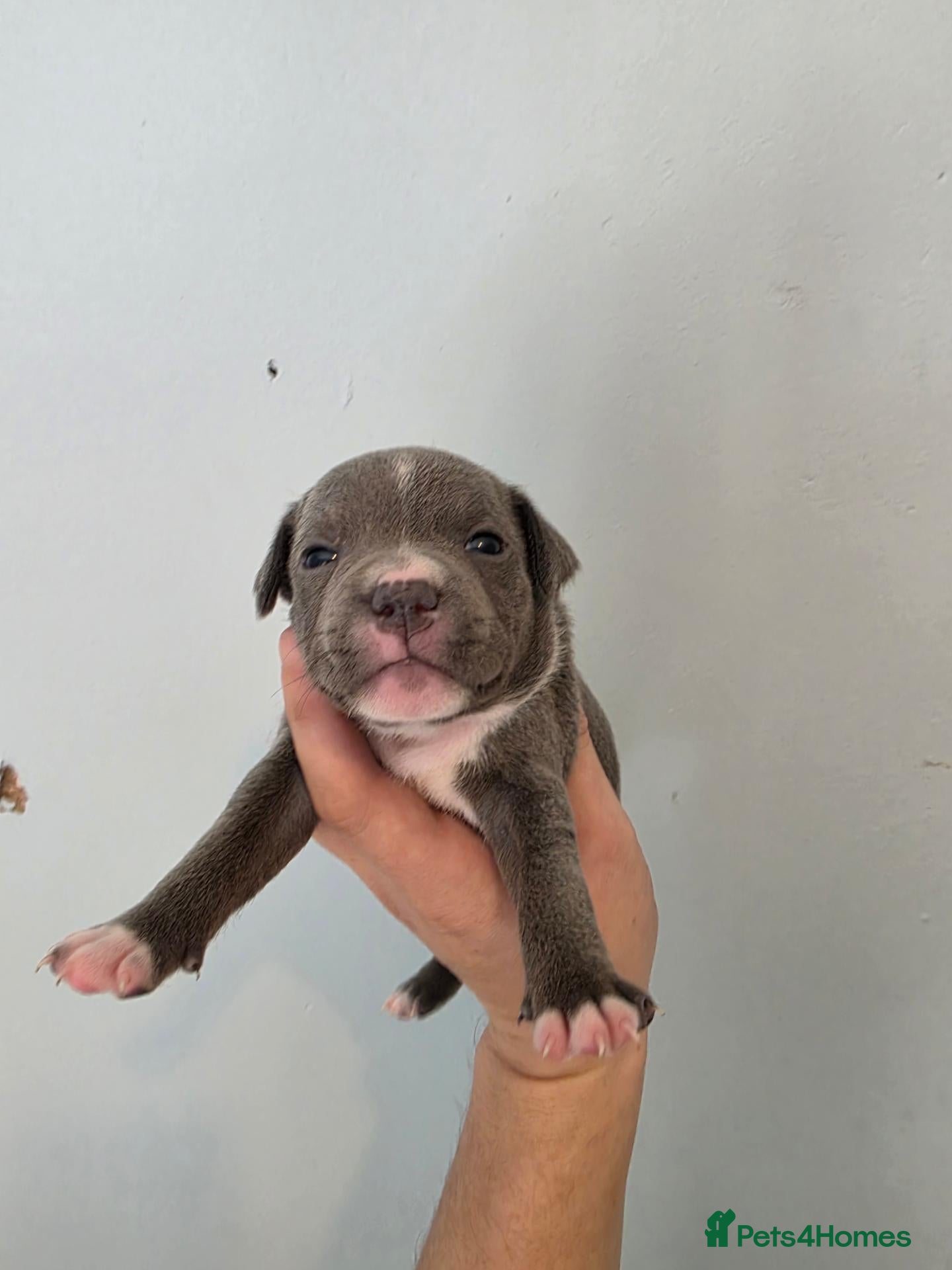 Staffordshire Bull Terrier dogs Kc staffordshire bull terrier puppies  - Advert 1