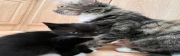 Mixed Breed cats for sale: 🐾 4 Male Kittens Looking for Loving Homes 🐾  - Advert 16