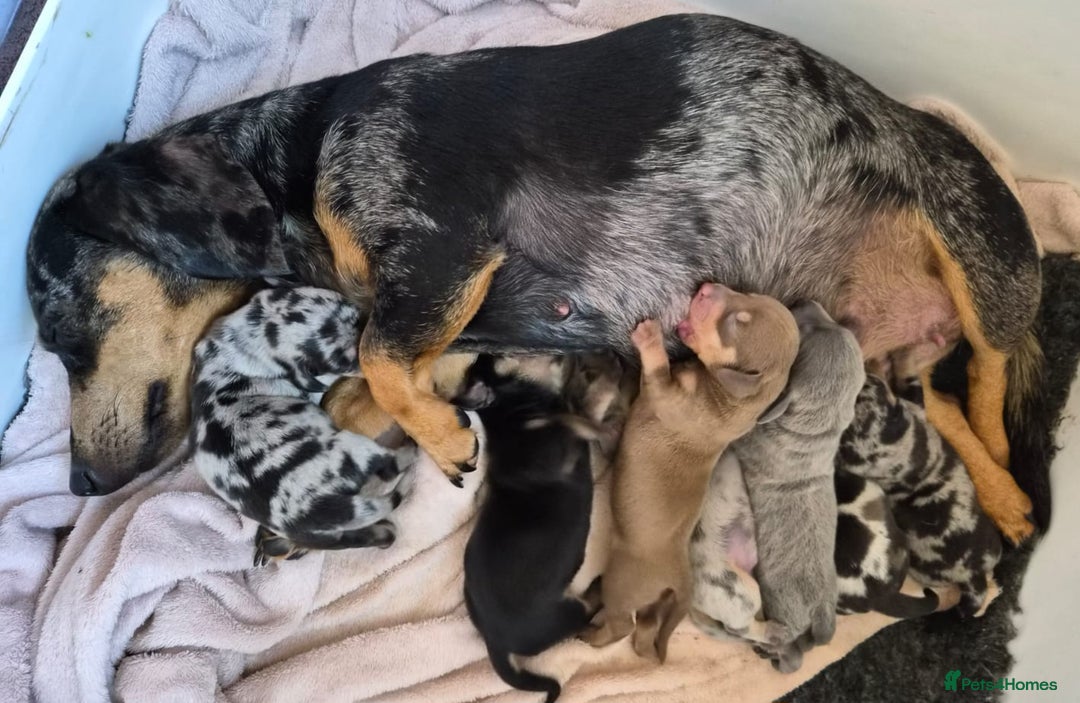 Miniature Dachshund dogs for sale: Amazing miniture dachshund puppies  - Image 5