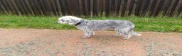 Mixed Breed dogs for sale: Bedlington x Whippet Puppies  - Advert 11