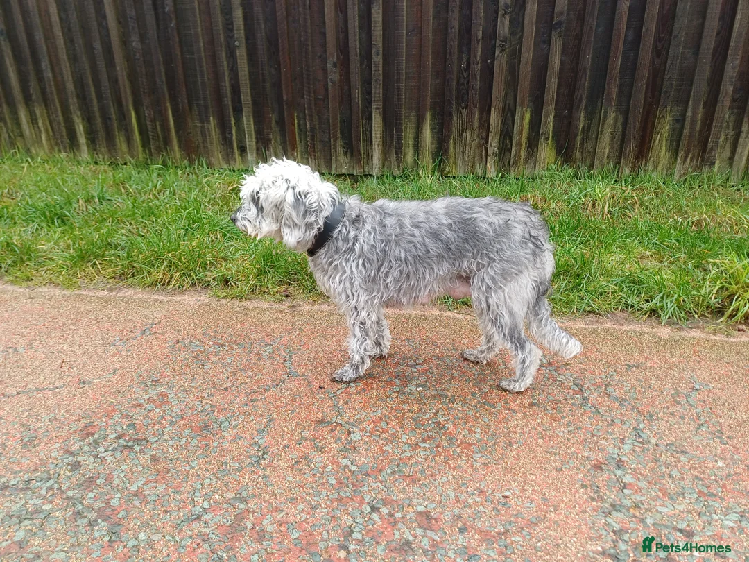 Mixed Breed dogs for sale: Bedlington x Whippet Puppies  - Advert 11