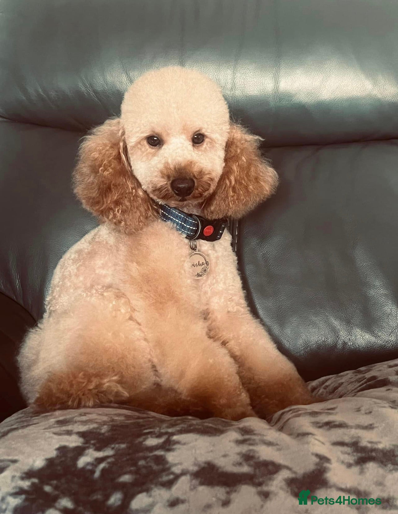 Miniature Poodle dogs 🇷🇺extensively health tested Russian import🇷🇺 - Advert 7