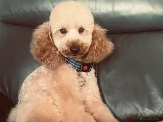 Miniature Poodle dogs 🇷🇺extensively health tested Russian import🇷🇺 - Advert 6