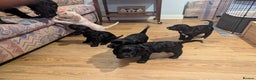 Cocker Spaniel dogs for sale: Working Cocker Spaniel puppies - Advert 18