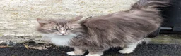 Mixed Breed cats for sale: Gorgeous Cuddly Kittens. Quarter Ragdoll  - Advert 2