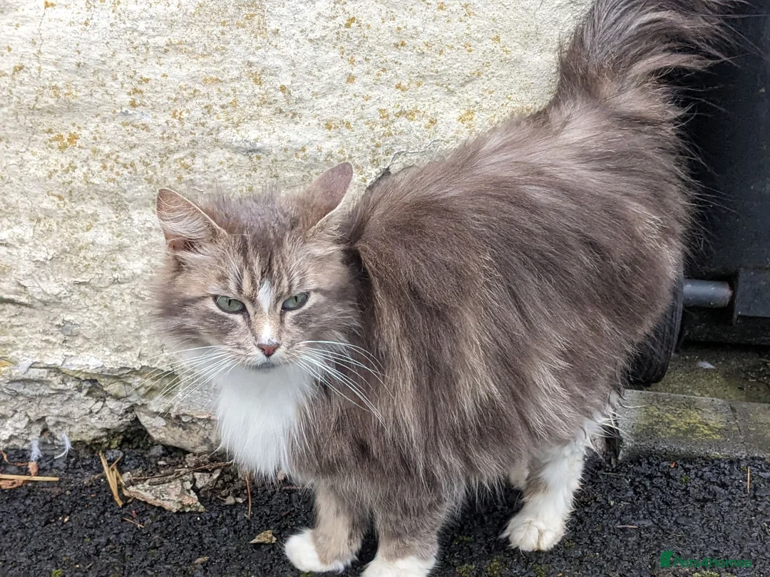 Mixed Breed cats for sale: Gorgeous Cuddly Kittens. Quarter Ragdoll  - Advert 2