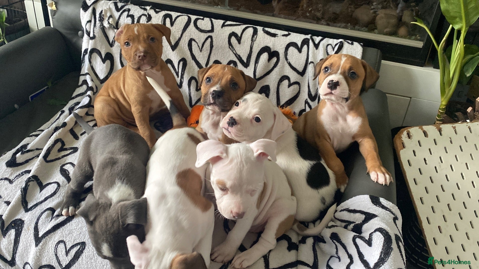 Mixed Breed dogs Ready to go in 2 weeks 🏡💕 - Advert 1