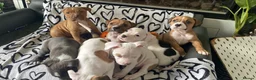 Mixed Breed dogs for sale: 2 boys & 3 girls Ready to go🏡💕 - Advert 17