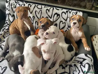 Mixed Breed dogs Ready to go in 2 weeks 🏡💕 - Advert 1