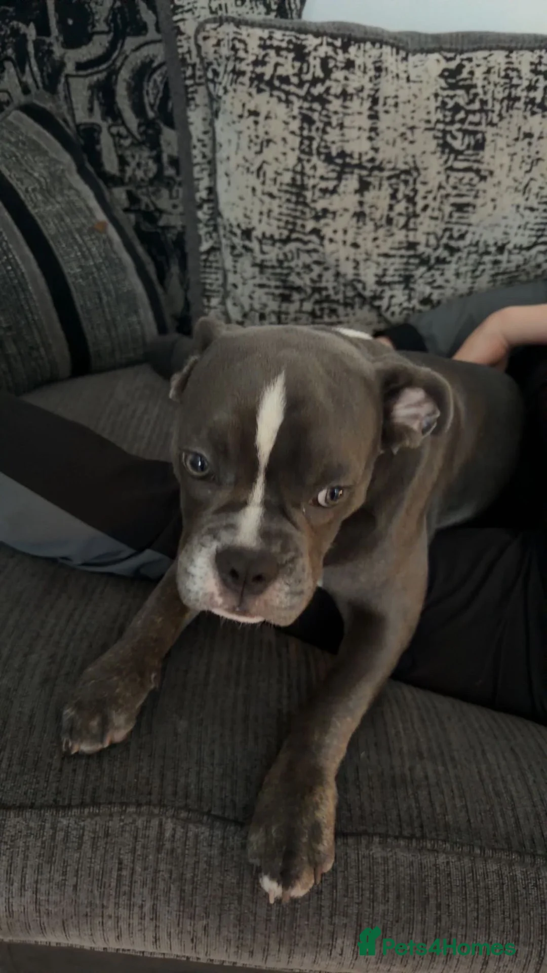Mixed Breed dogs for sale: French cross English bulldog male for rehoming in Newcastle upon Tyne - Advert 2