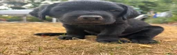 Labrador Retriever dogs for sale: Black Labrador pups, KC, dna tests, great scores - Advert 30