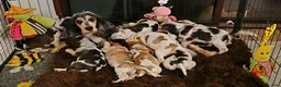 Cocker Spaniel dogs for sale: KC Reg Show Cocker Spaniel Pups Health Clear Boys - Advert 3