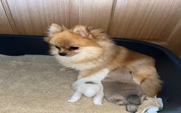 Pomeranian dogs for sale: Kc Registered Pomeranian Pups - Image 30