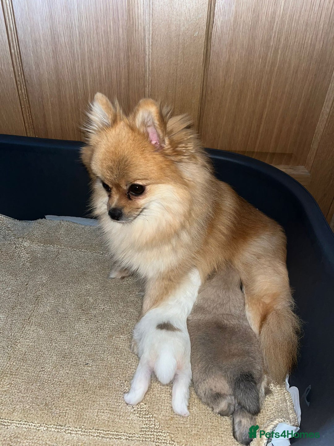 Pomeranian dogs for sale: Kc Registered Pomeranian Pups - Image 30