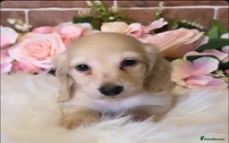 Miniature Dachshund dogs for sale: READY NOW STUNNING KC CREAM MINI DACHSHUNDS  - Image 14