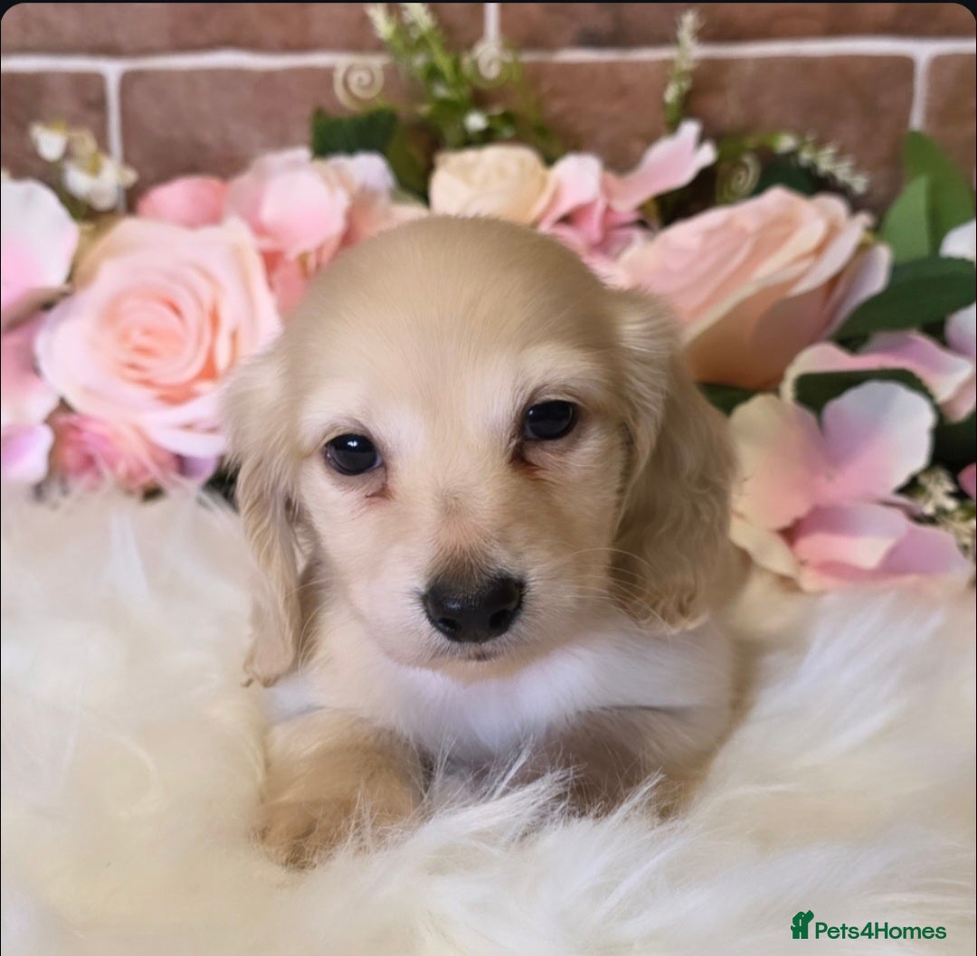 Miniature Dachshund dogs for sale: READY NOW STUNNING KC CREAM MINI DACHSHUNDS  - Image 14