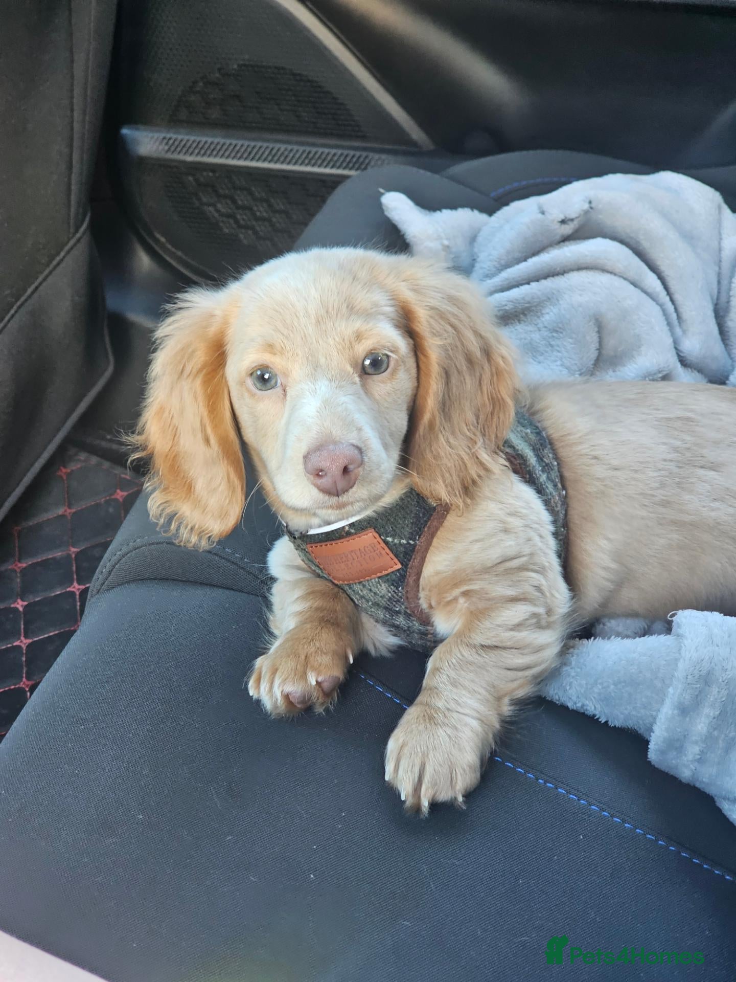 Miniature Dachshund dogs 🐾READY NOW fully vaccinated longhaired boy left🐾 - Advert 15