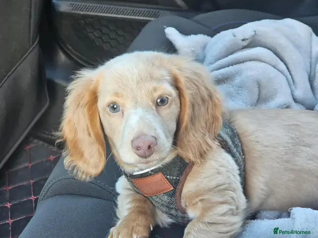 Miniature Dachshund dogs ✨LAST CHANCE: Rare Cream Long-Haired Miniature ✨ - Advert 9