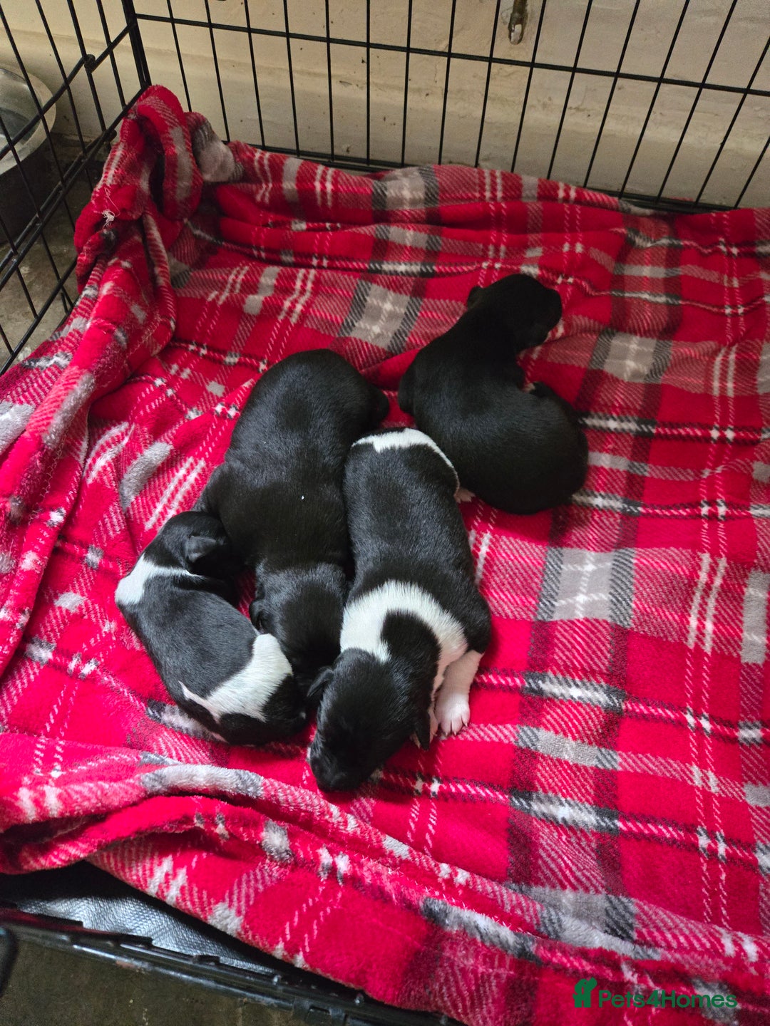 Whippet dogs for sale: Kc registered whippets  - Advert 5