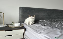 Mixed Breed cats for sale: Affectionate Cat Looking for a Forever Home - Image 7