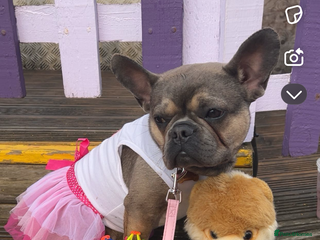 French Bulldog dogs for sale - Advert 1