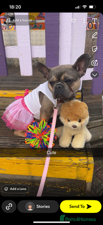 French Bulldog dogs - Advert 4