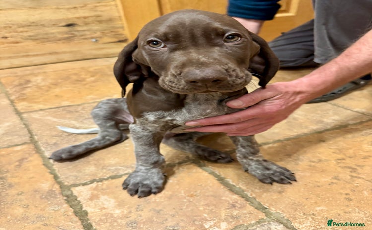 German Shorthaired Pointer dogs - Advert 1