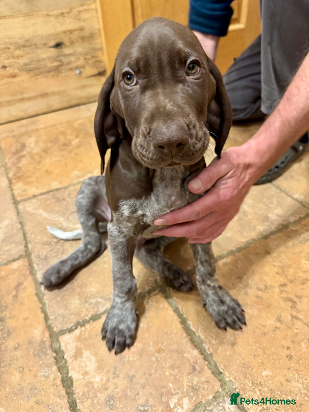 German Shorthaired Pointer dogs for sale: stunning German Shorthaired Pointer Pups  - Image 1
