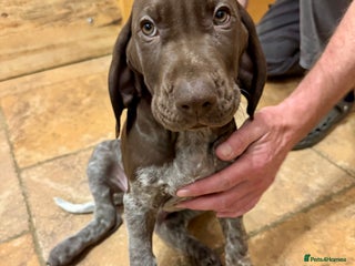 German Shorthaired Pointer dogs - Advert 11