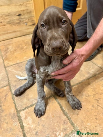 German Shorthaired Pointer dogs - Advert 14