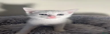 Turkish Angora 2