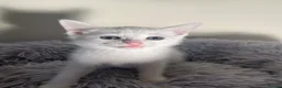 Turkish Angora cats for sale: Kittens for sale  - Advert 2