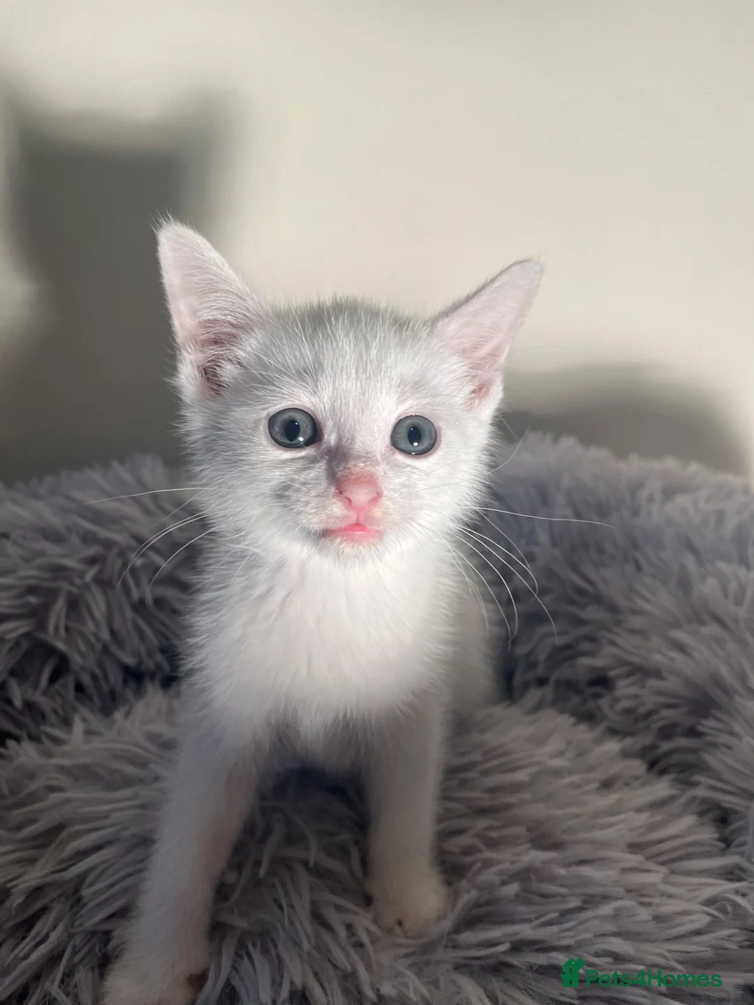 Turkish Angora cats for sale: Kittens for sale  - Advert 2