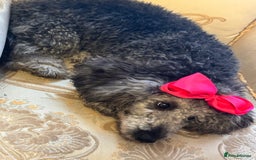 Miniature Poodle dogs for sale: Blue/silver girl puppy 8 months old. 4 gen. Kennel - Image 4