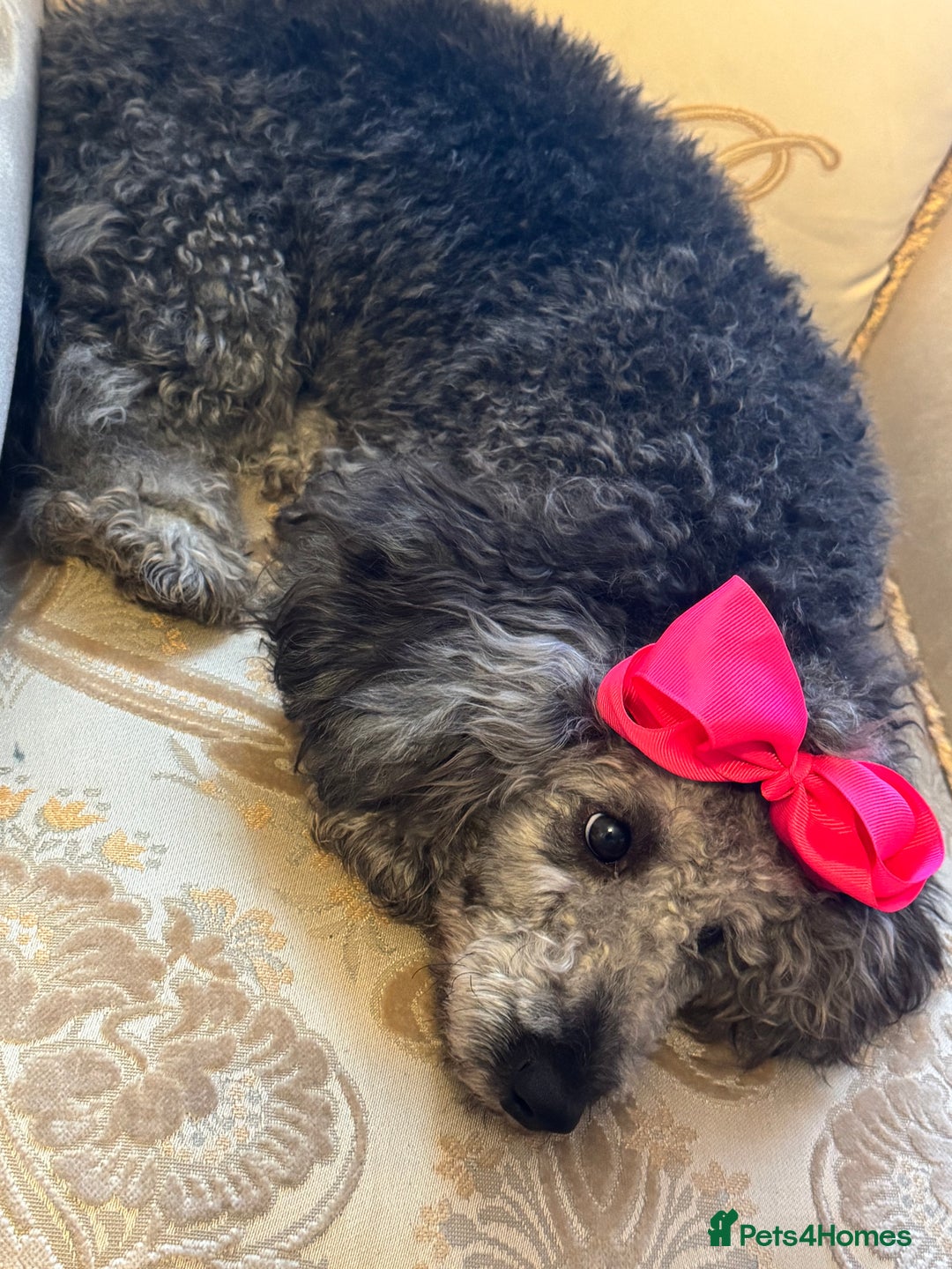Miniature Poodle dogs for sale: Blue/silver girl puppy 8 months old. 4 gen. Kennel - Image 4
