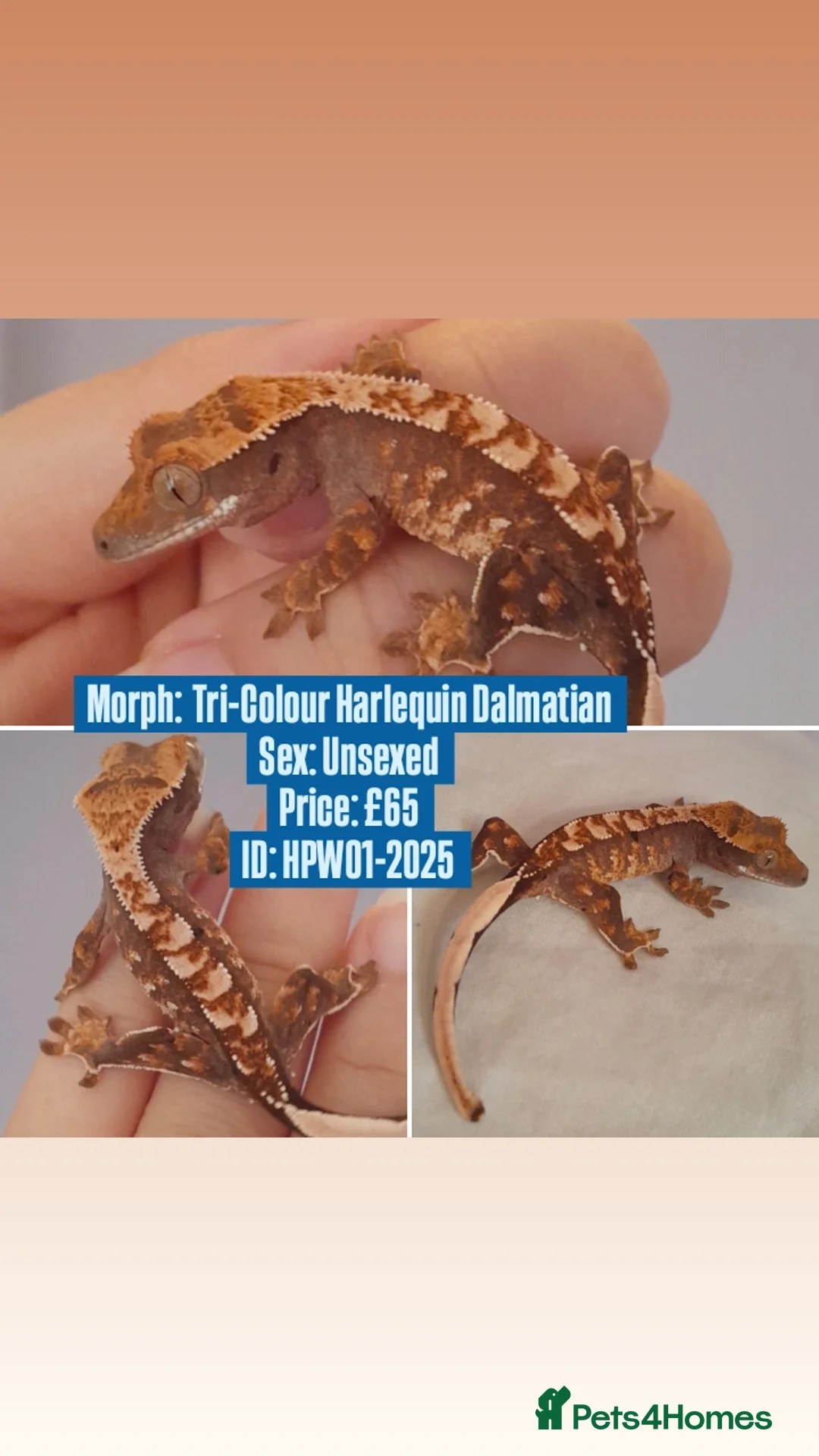 Gecko reptiles for sale: Various Crested Geckos, mixed morphs for sale  - Advert 7
