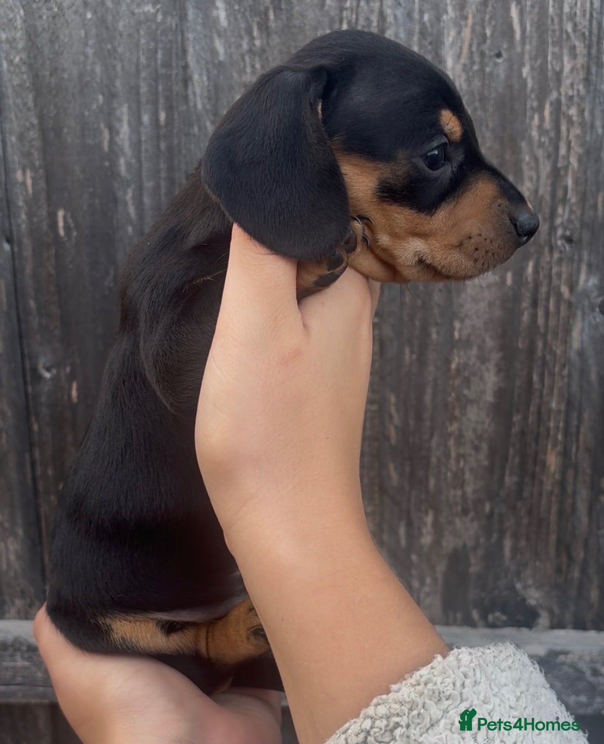 Miniature Dachshund dogs Miniature dachshund puppies ❤️ - Advert 2