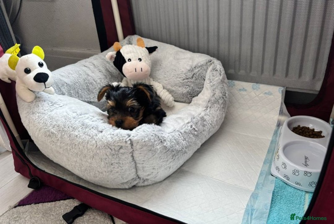 Yorkshire Terrier dogs for sale: Charming Male and Female Yorkshire Terriers - Image 7