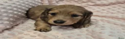 Dachshund dogs for sale:  Stunning Miniature longhaired dachshund puppies  - Advert 8